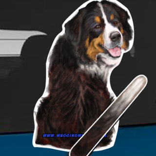 Bernese Mountain Dog A dog rear window wagging wiper tail sticker